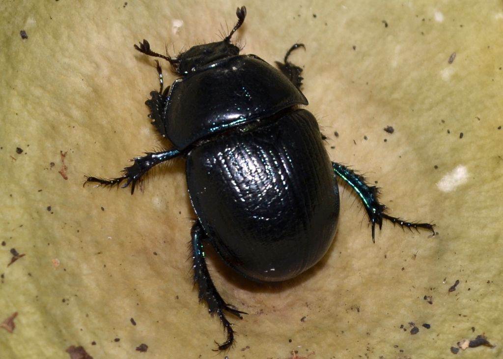 Anoplotrupes stercorosus (cf.)